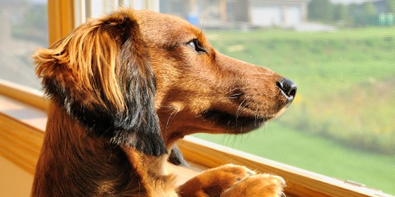 How Long Do Dogs Grieve? (Image Credits: Flickr)