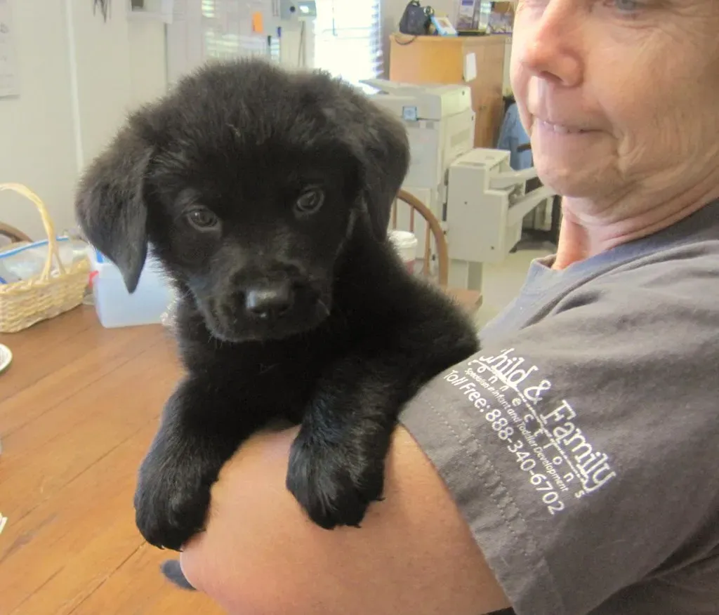 The Real Value You're Providing to the Puppy (jeffreyw, Flickr, CC BY 2.0)