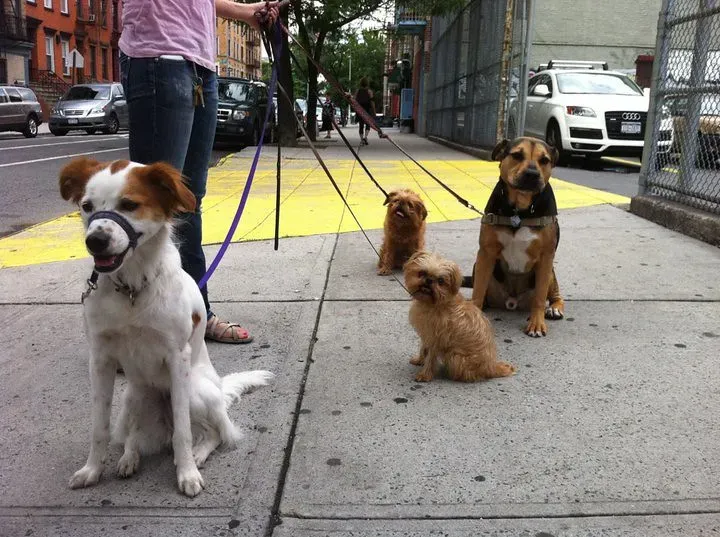 Socialization Happens on Four Legs (Image Credits: Flickr)