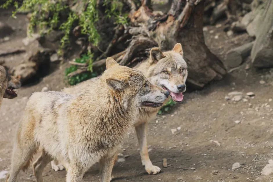 Understanding Wolves in Idaho: The Reality vs. The Horror Stories (Image Credits: Pexels)