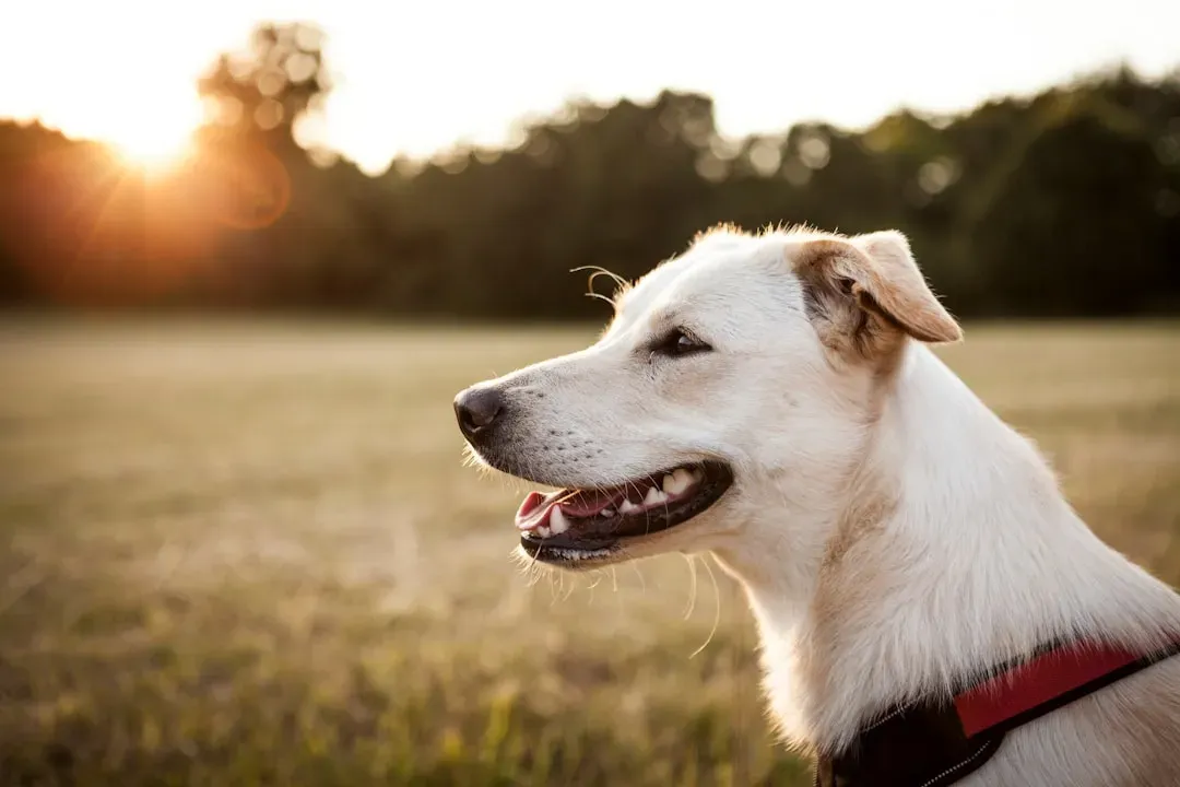 1. Sunlight Is a Natural Heater Their Bodies Love (Image Credits: Unsplash)