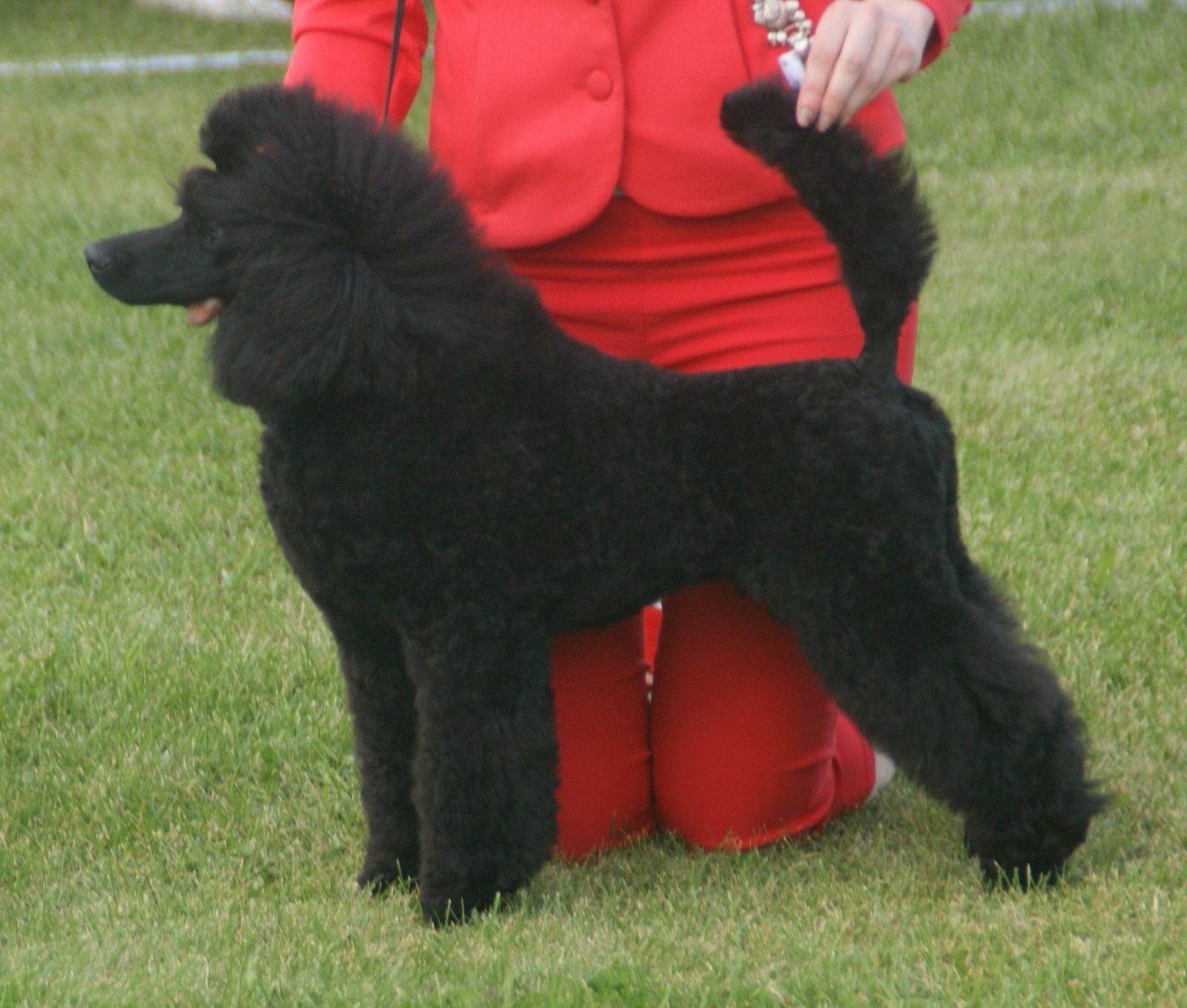 Standard Poodle: The Intelligent Athlete (Image Credits: Wikimedia)