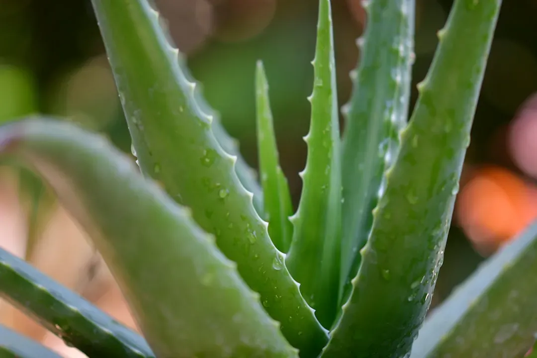 8. Aloe Vera: Your Skincare Staple Is Your Dog's Stomach Problem (Image Credits: Unsplash)