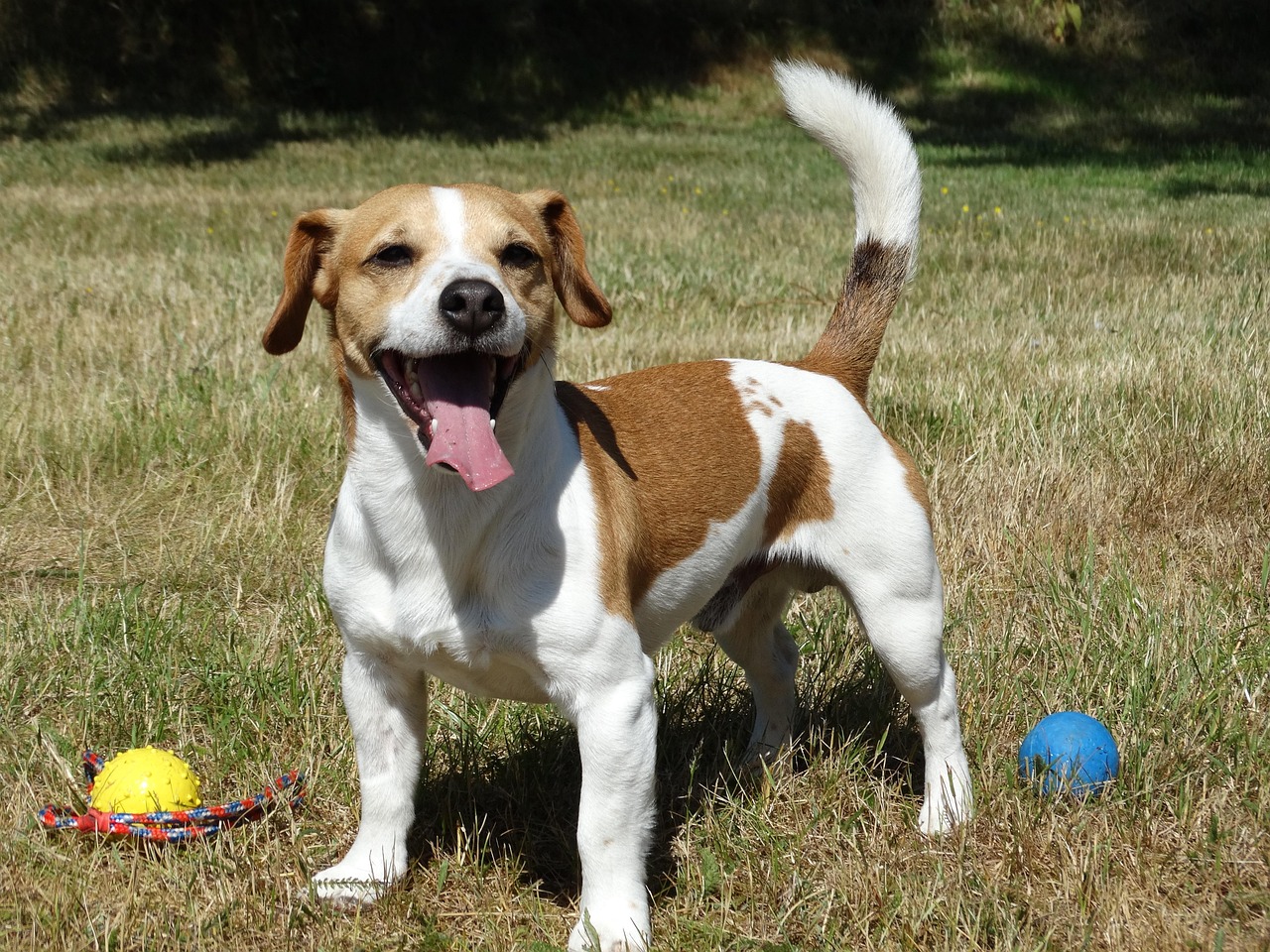 Jack Russell Terrier: The Small Dog With Big Energy Problems (Image Credits: Pixabay)