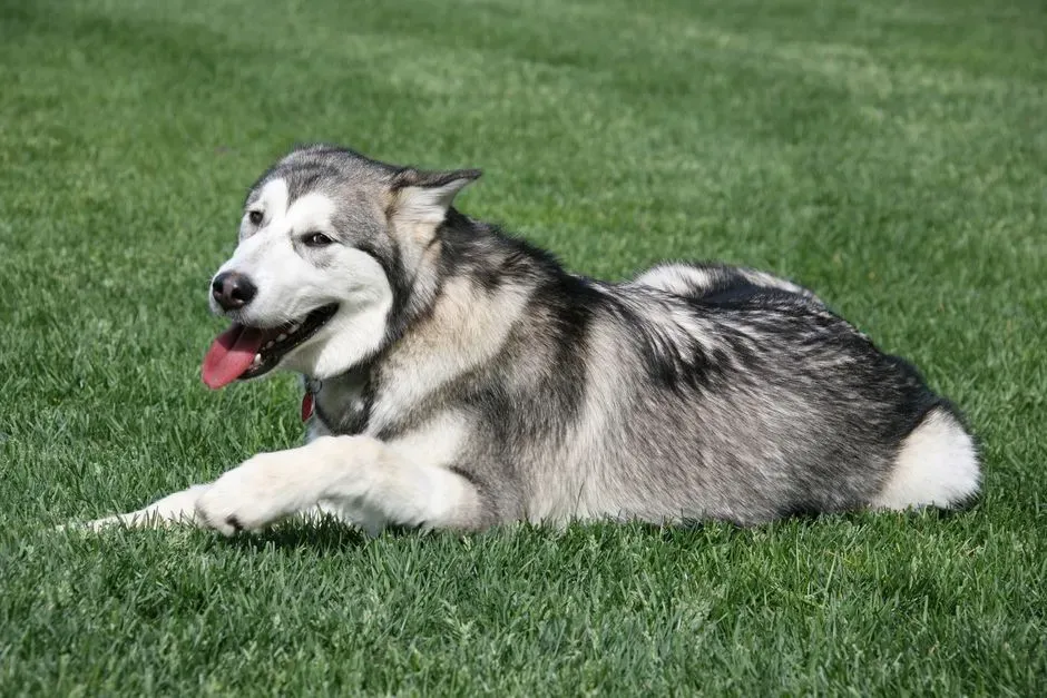 7. Alaskan Malamute: Fluffy Furnace on Four Legs (Image Credits: Pexels)