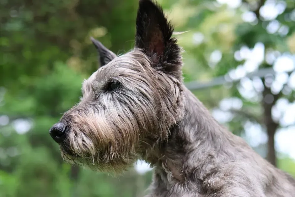 Scottish Deerhound (Image Credits: Pexels)
