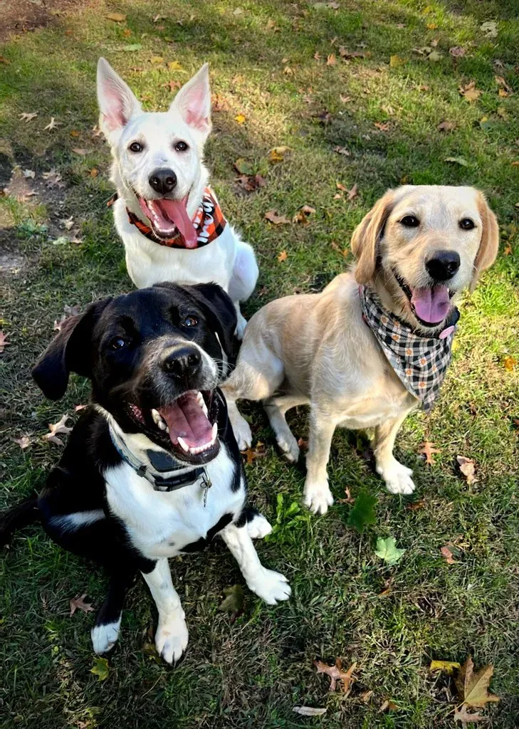 Tricks They Learned as Puppies (Image Credits: Flickr)