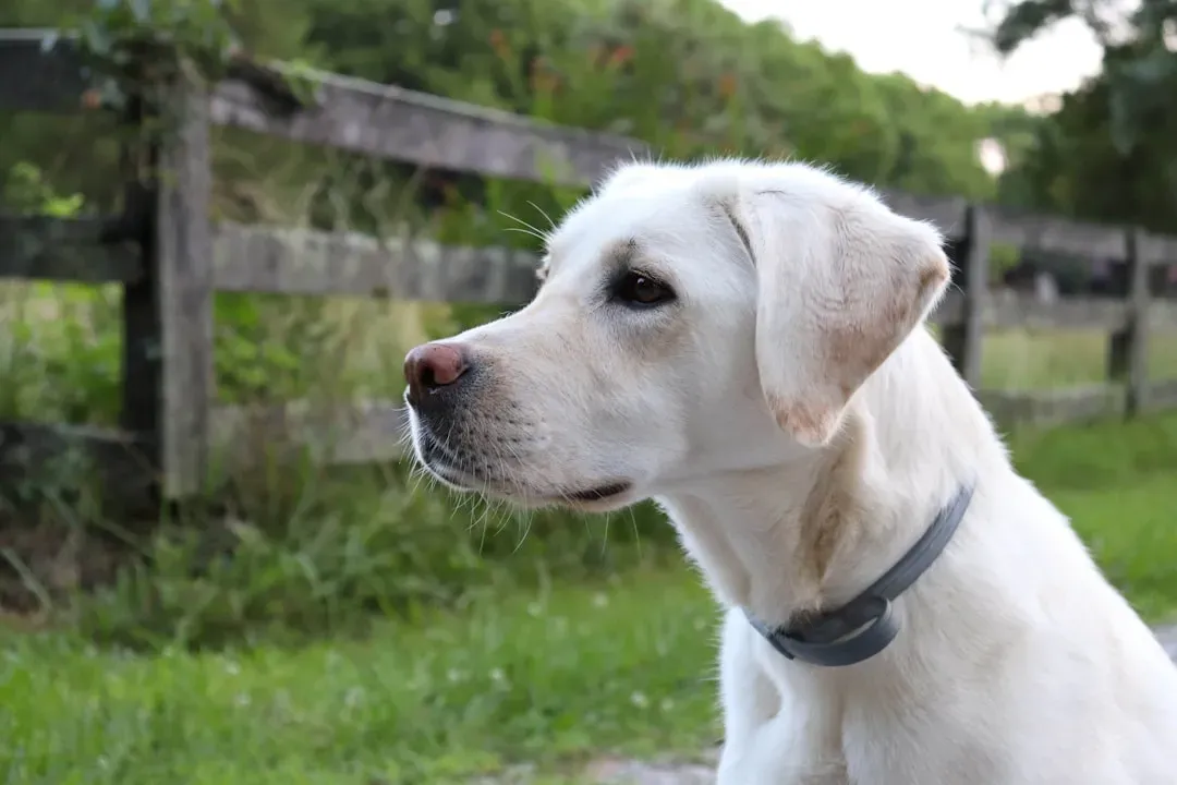 Labrador Retriever: The Friendly Fence Jumper (Image Credits: Unsplash)