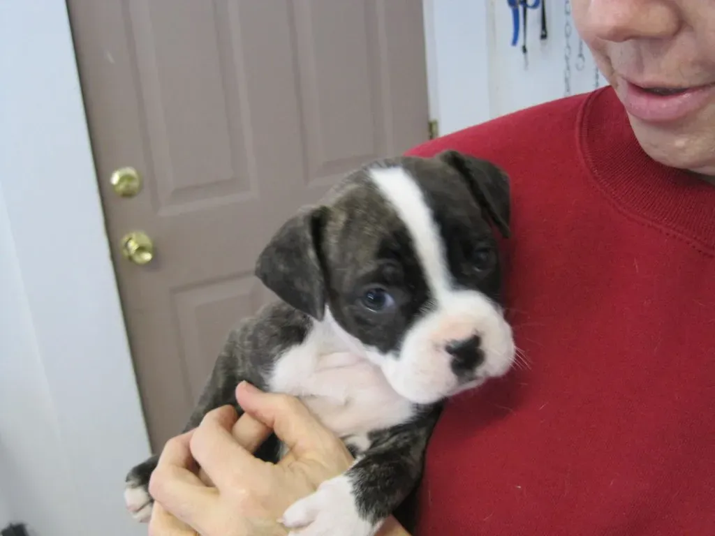 9. Boston Terrier: A Small Dog With Big Heat Sensitivity (jeffreyw, Flickr, CC BY 2.0)