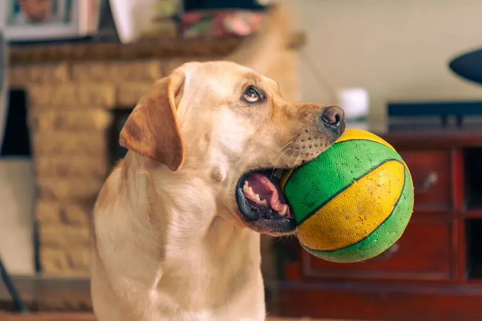 From Mouthy Wolves to Soft Toys: The Role of the Canine Mouth (Image Credits: Pexels)