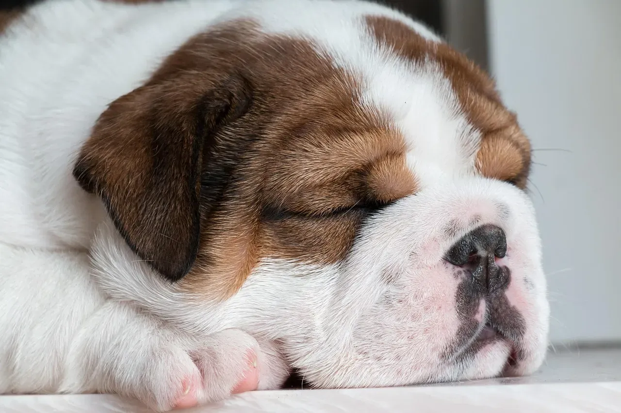 Puppies, Adults, and Seniors: Sleep Needs Change With Age (Image Credits: Pixabay)
