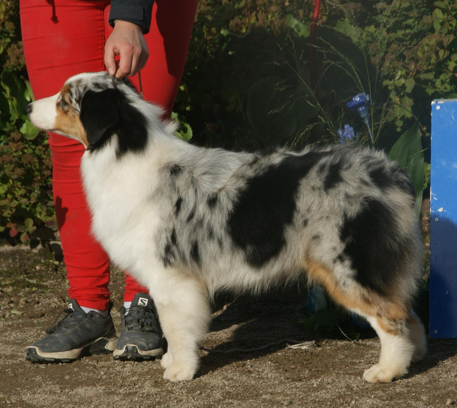 12. Australian Shepherd: The Versatile Herder (Image Credits: Wikimedia)