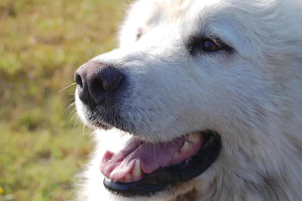Blueberries: Tiny Powerhouses of Nutrition (Image Credits: Flickr)