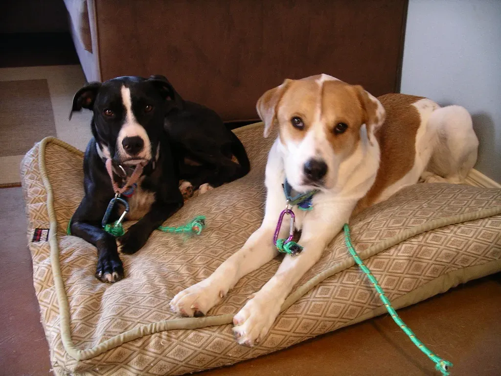 Written in Their Genes: Why Some Dogs Are Natural Greeters (Image Credits: Flickr)