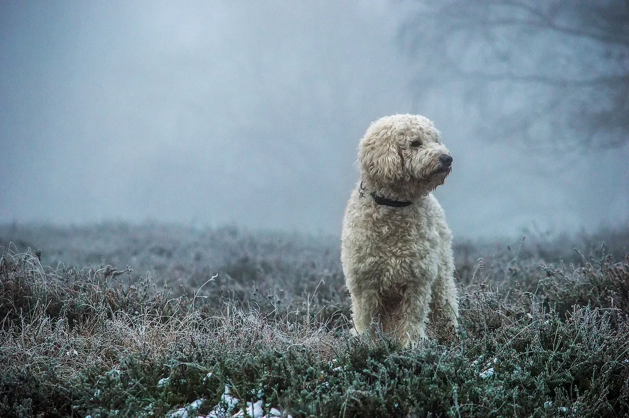 7. Goldendoodle: The Designer Favorite (Image Credits: Pixabay)