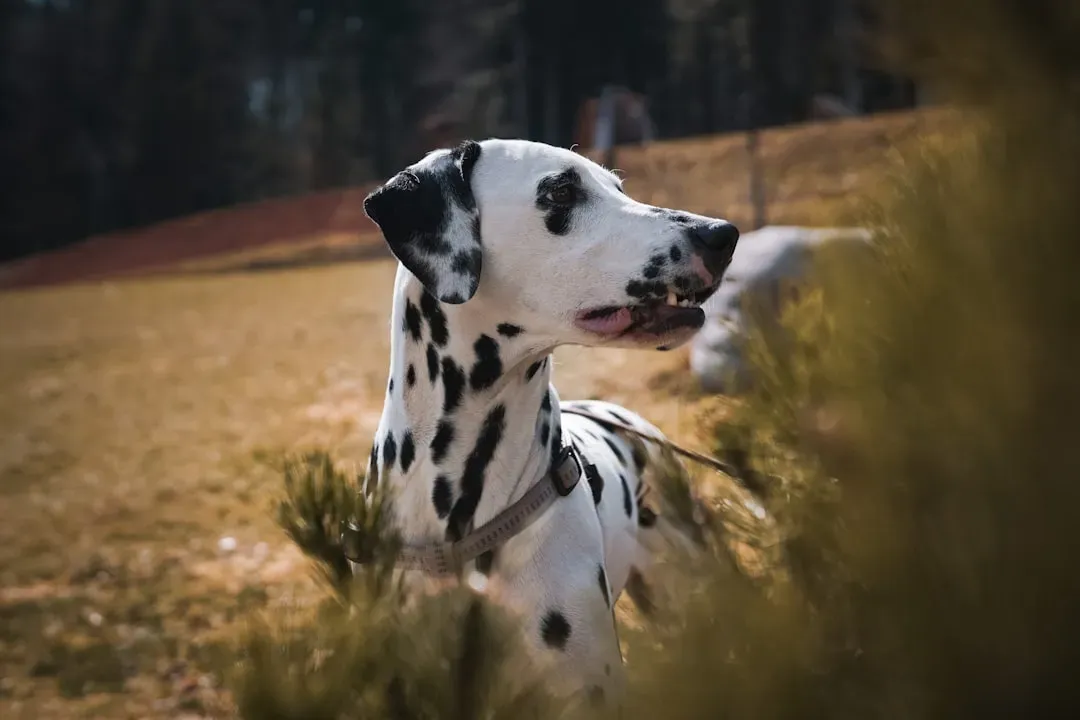 Dalmatian (Image Credits: Unsplash)