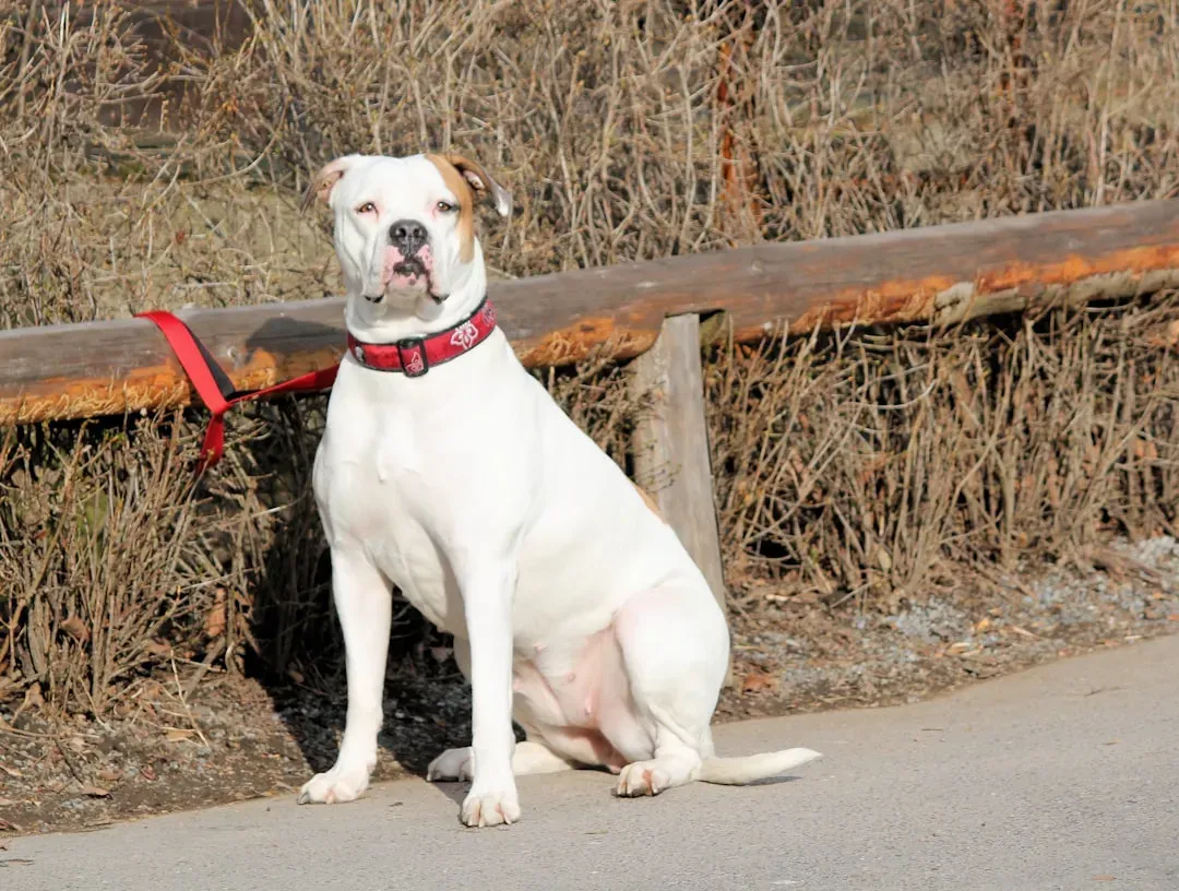Conclusion: Your Dog's Wait Is a Window Into Their Love for You (Image Credits: Unsplash)