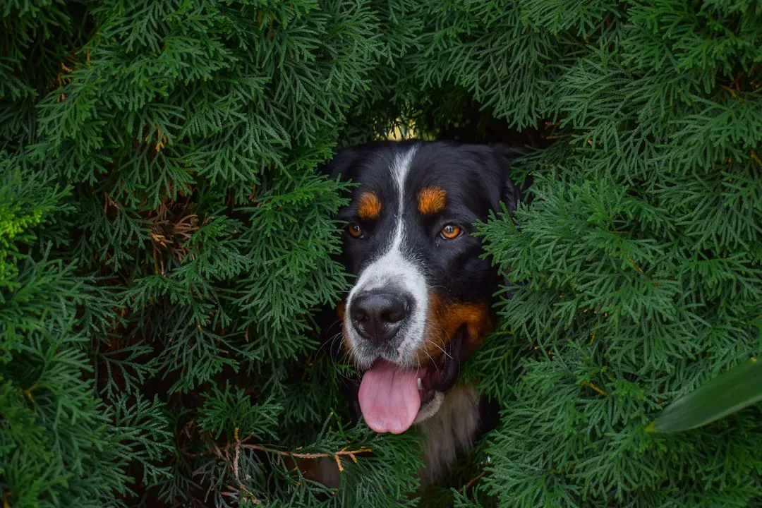 #17 - Returning to an Old "Hide-and-Seek" Spot You Don't Use Anymore (Image Credits: Unsplash)