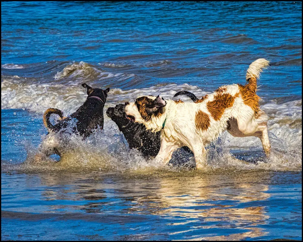 Swimming and Water Play: A Refreshing Challenge (Image Credits: Flickr)