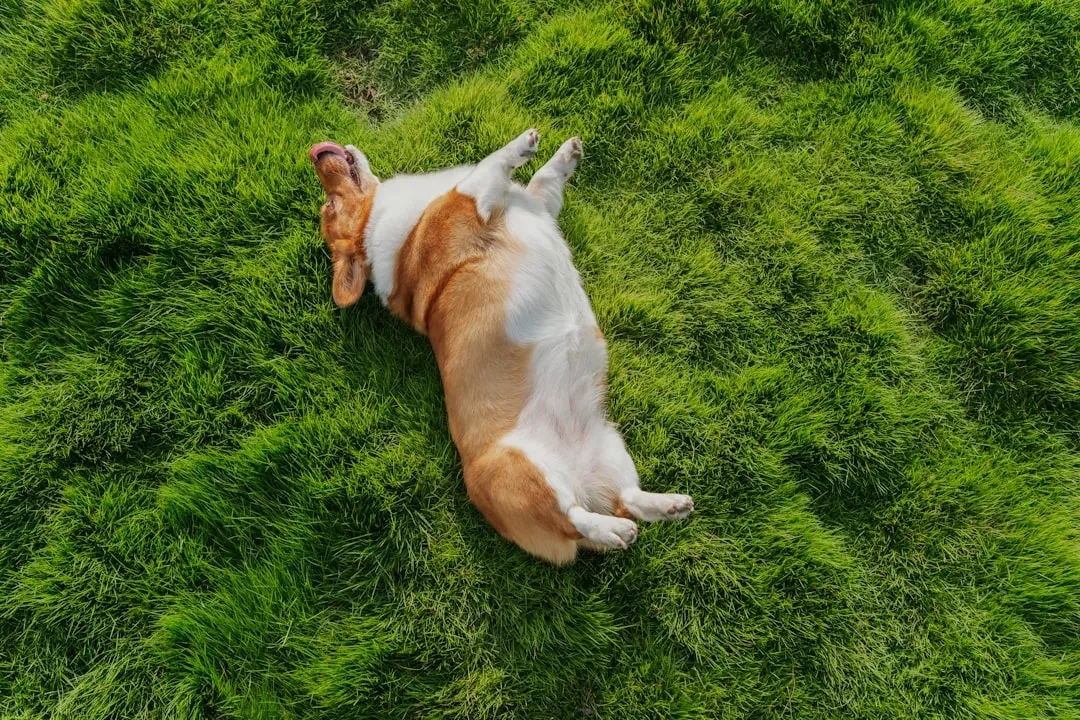 #2 - The First Time They Show You Their Belly (And Actually Relax) (Image Credits: Unsplash)