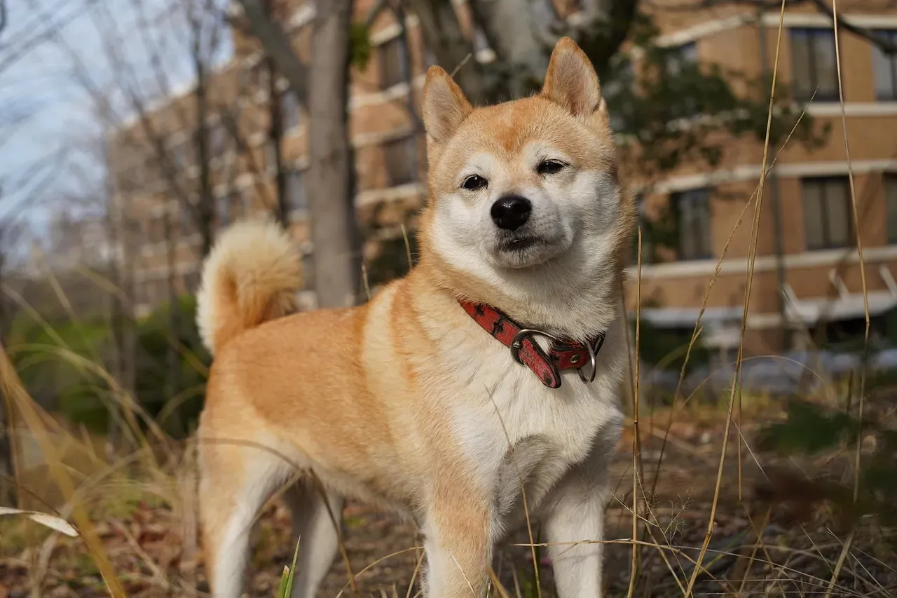 8. Shiba Inu (Image Credits: Pixabay)