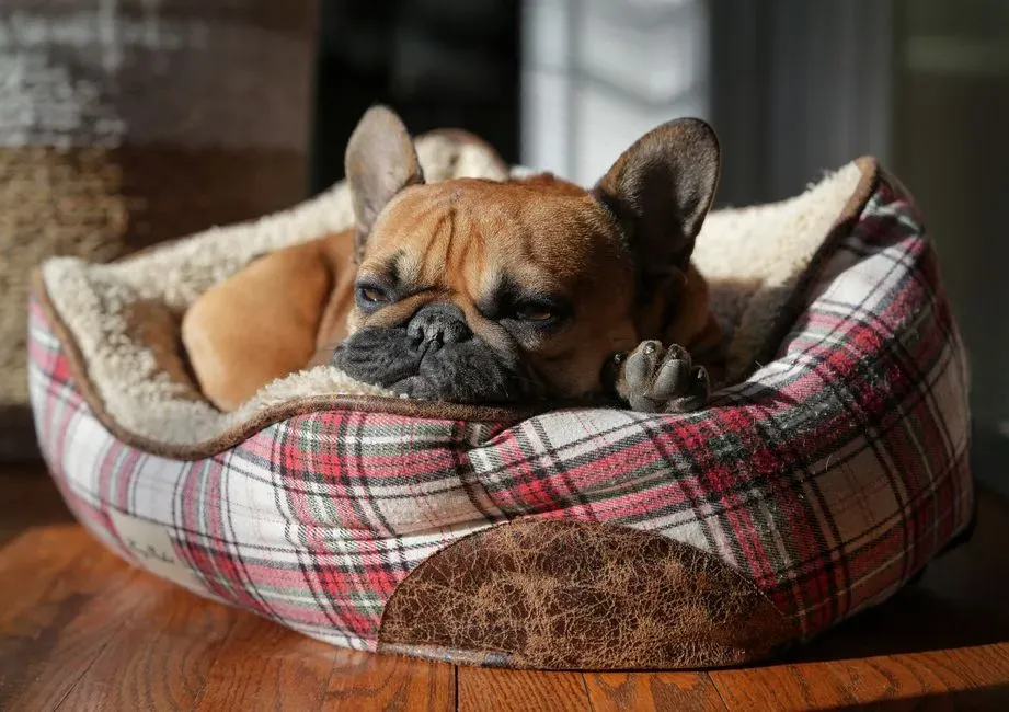 French Bulldog (Image Credits: Pexels)