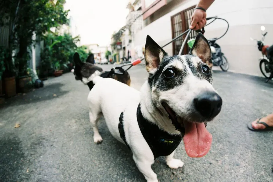 7. Interest in Walks (Image Credits: Pexels)