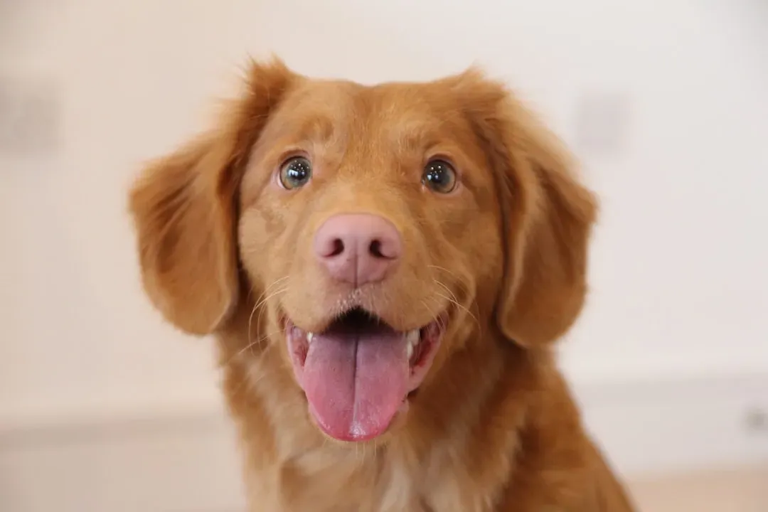 Shared Strategies: Dogs, Humans, and Primates Reading Faces Alike (Image Credits: Unsplash)