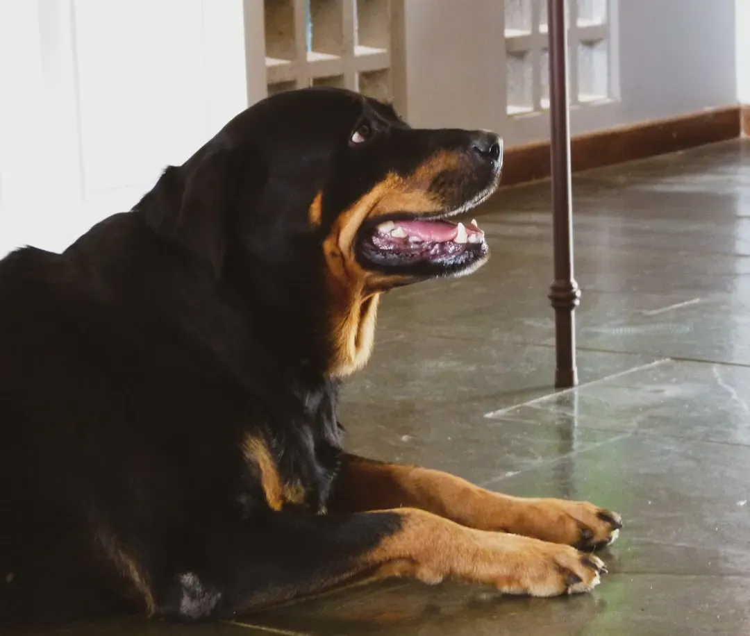 The Low Rumbling Warning Growl (Image Credits: Unsplash)