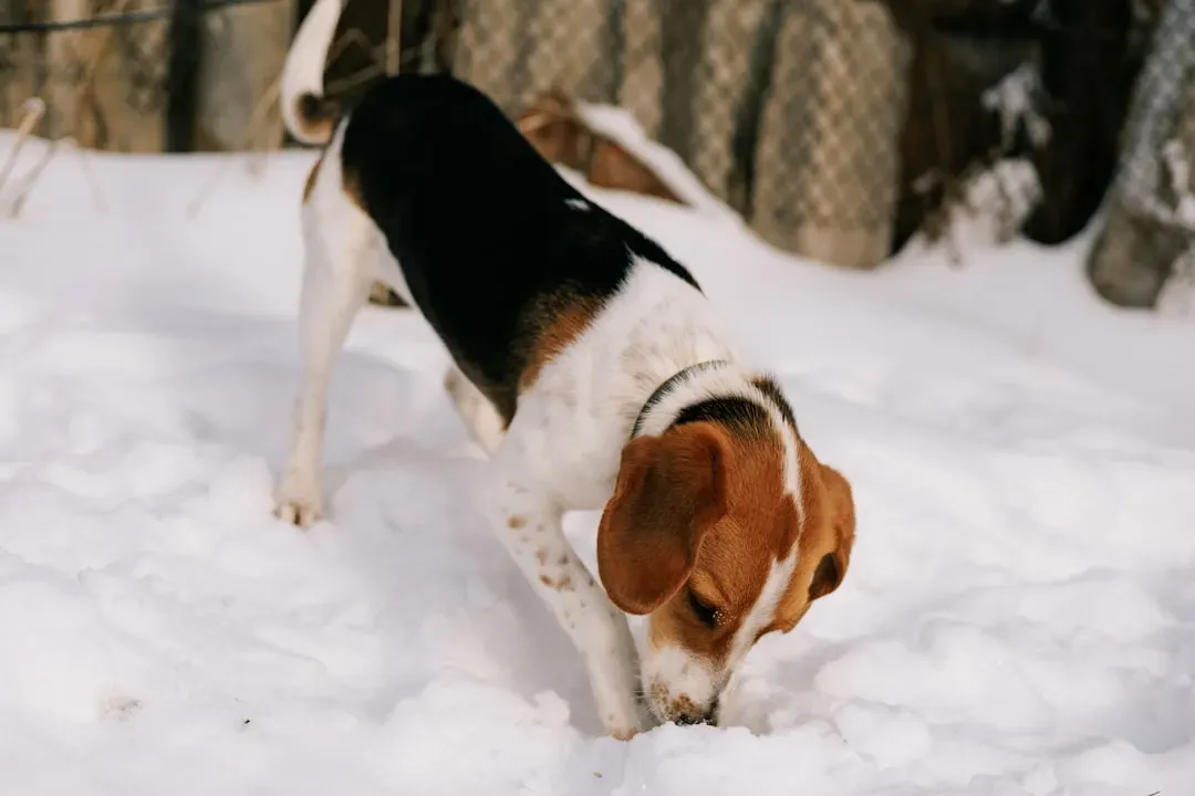The Beagle: Nose First, Commands Second (Image Credits: Unsplash)