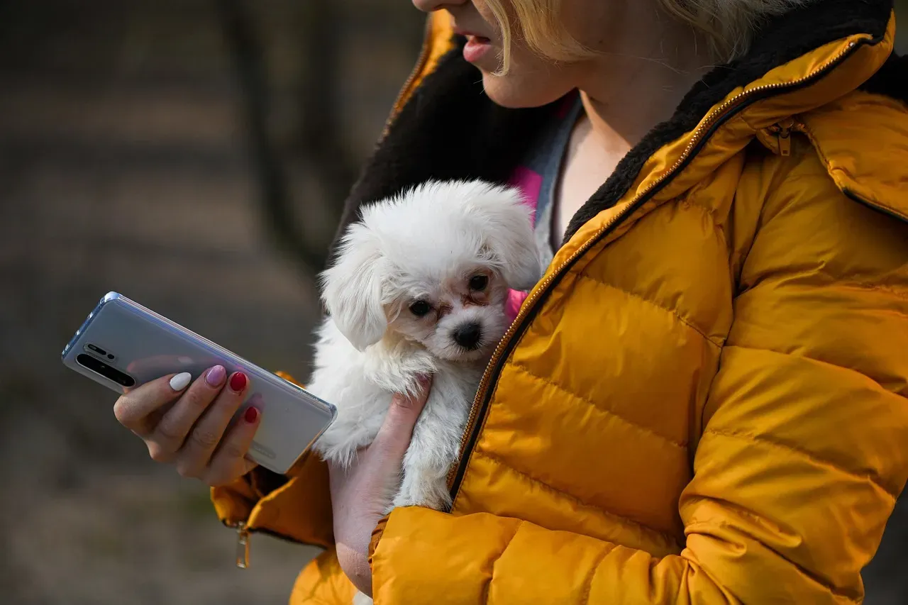 #9: Maltese - Small Dog, Deep Bond (Image Credits: Pixabay)