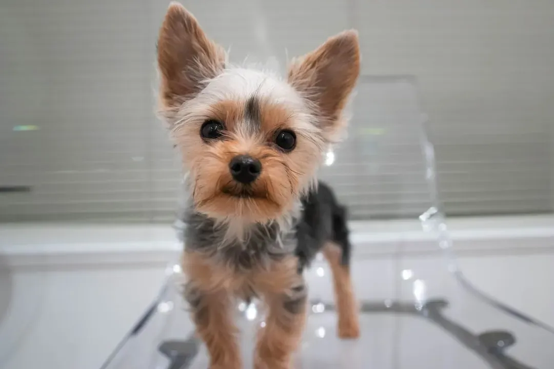 Yorkshire Terrier (Image Credits: Unsplash)