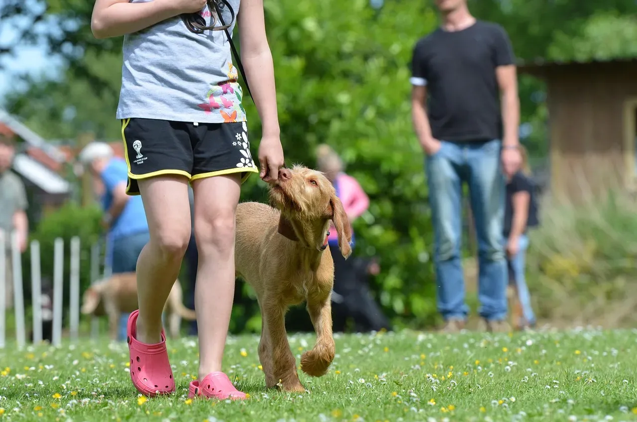 Subtle Shifts in How Family Members Interact with the Dog (Image Credits: Pixabay)