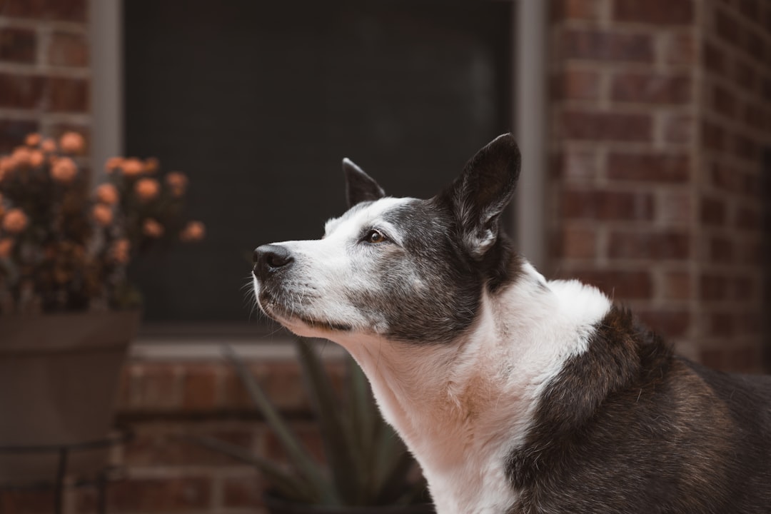 Reading the Signs: What Your Dog's Body Language Really Means (Image Credits: Unsplash)