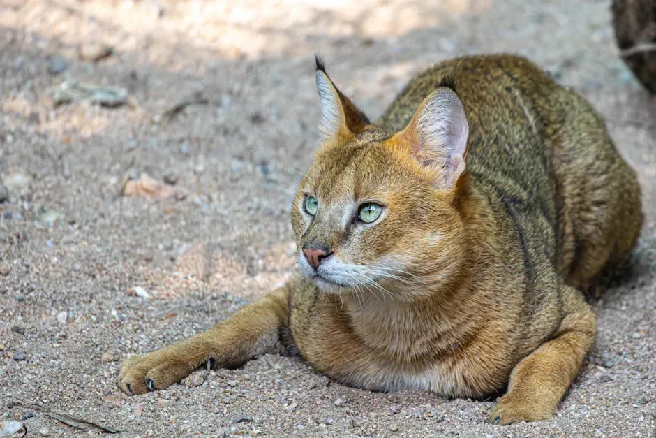 #8. The Chausie: The Jungle Cat in Your Living Room (Image Credits: Pexels)