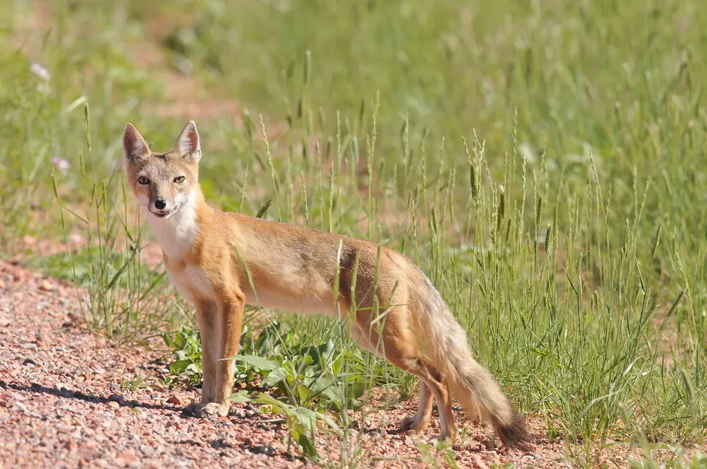 Gemini and the Swift Fox (Image Credits: Flickr)