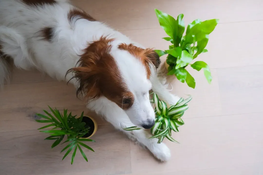 What to Do If Your Dog Ingests a Toxic Plant (Image Credits: Unsplash)