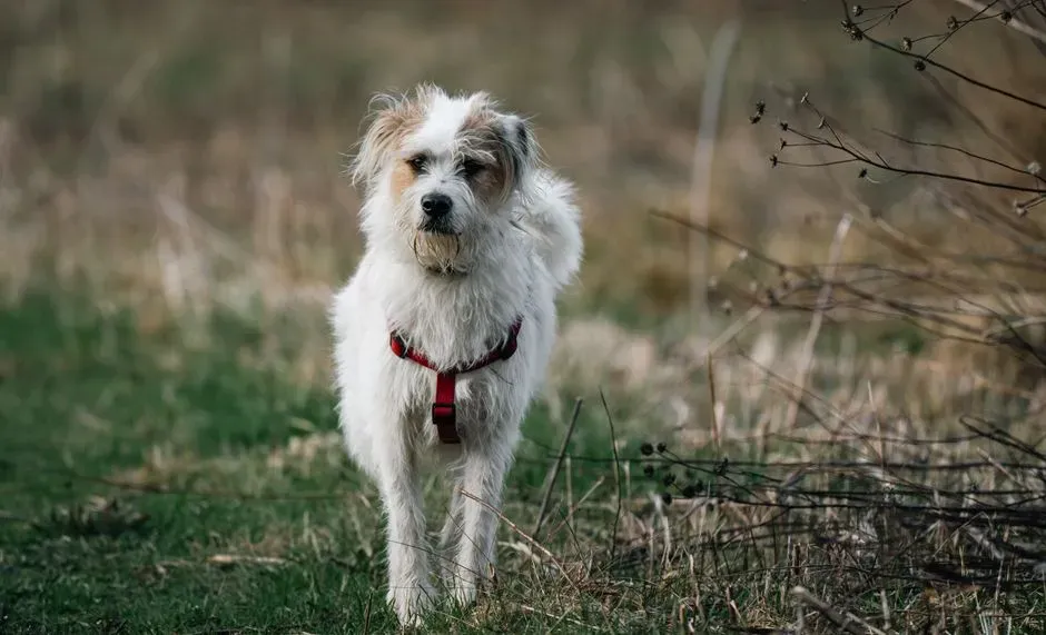 2. Mixed‑Breed “Mutt” – Often Healthier, Often Cheaper (Image Credits: Pexels)