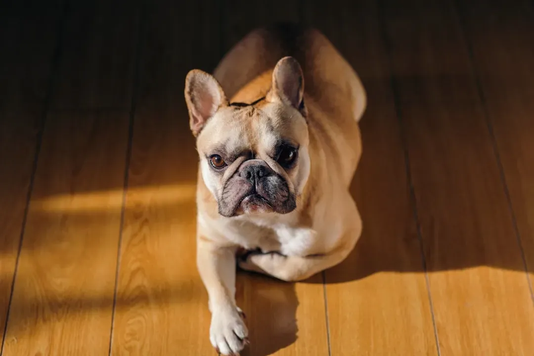 14. French Bulldog: Cute Companion, Serious Heat Risk (Image Credits: Unsplash)