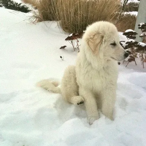#5. Kuvasz (dee & tula monstah, Flickr, CC BY 2.0)