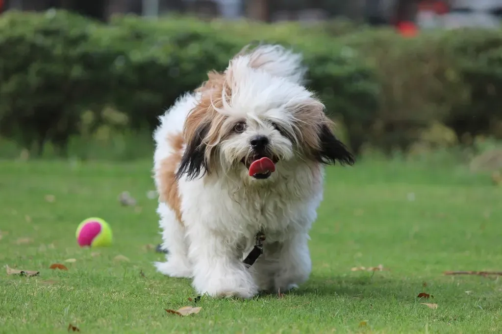 19. Lhasa Apso (Image Credits: Rawpixel)