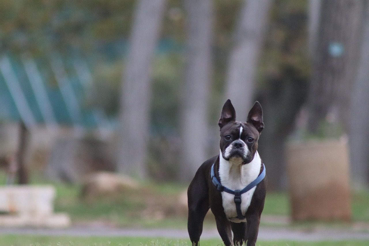 Boston Terrier: The American Gentleman with a Loyal Heart (Image Credits: Pixabay)