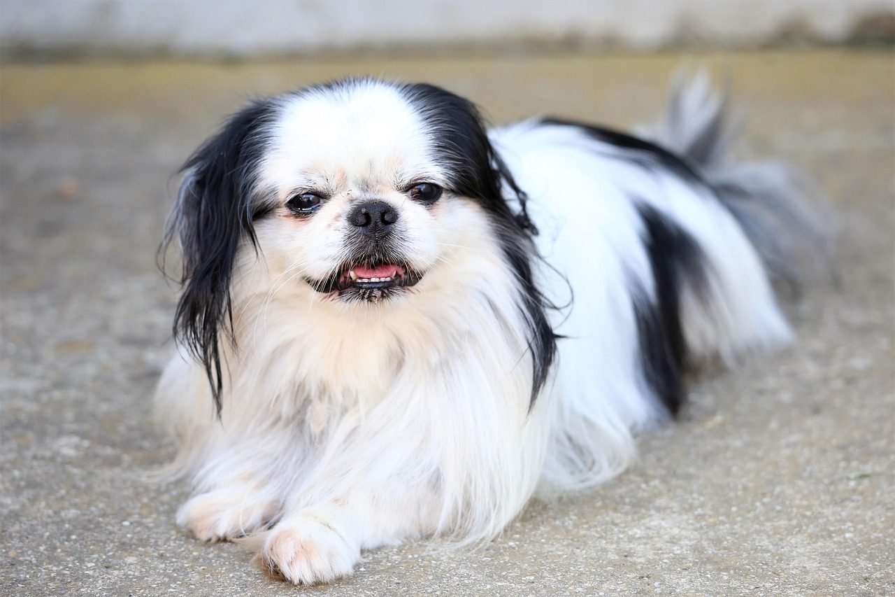 Japanese Chin: The Cat-Like Canine (Image Credits: Pixabay)