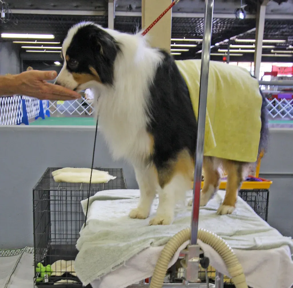 #3: The Australian Shepherd - A Rancher Stuck in Your Living Room (carterse, Flickr, CC BY-SA 2.0)