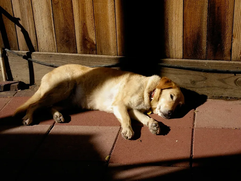 Conclusion: A Small Patch of Sunlight, a Big Window Into Their World (LISgirl, Flickr, CC BY 2.0)