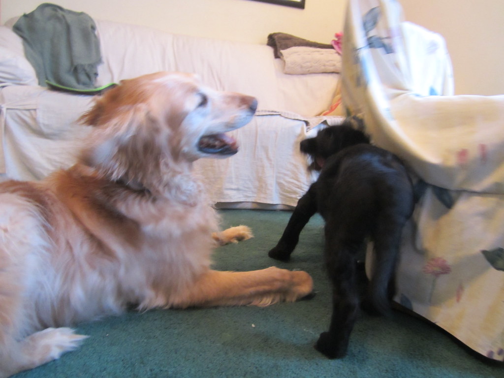 They're Already Housebroken and Well-Mannered (Image Credits: Flickr)