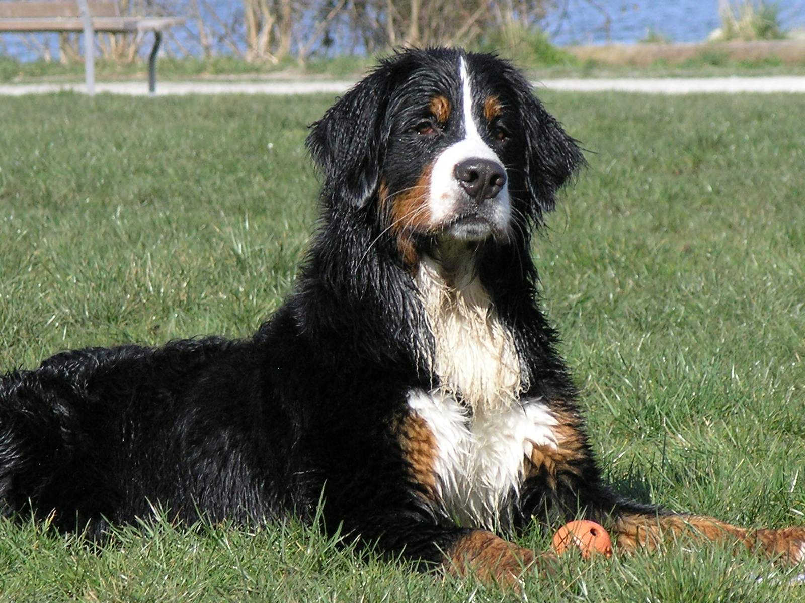 Bernese Mountain Dogs: The Swiss Teddy Bears (Image Credits: Wikimedia)