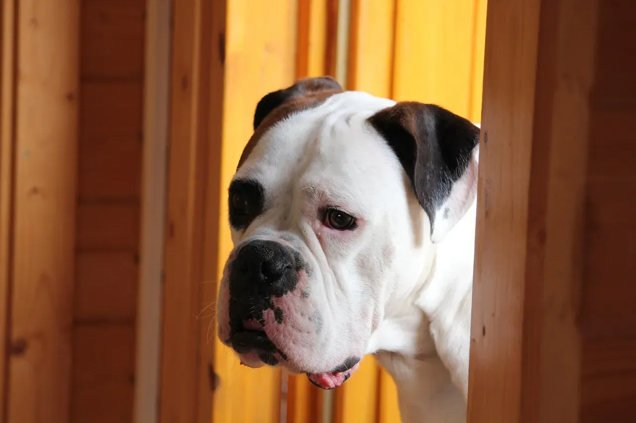 #10 - How Confidently They Enter the Room (Image Credits: Pixabay)