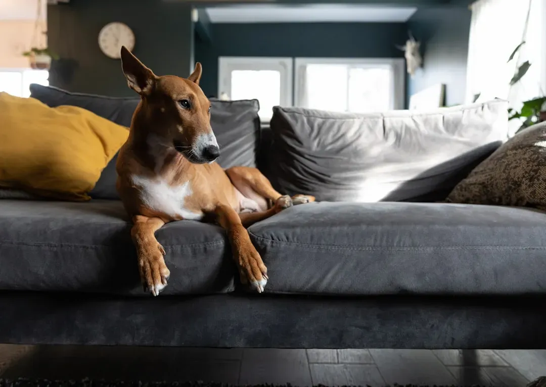 #10 - Climbing Onto Furniture Without Waiting for an Invitation (Image Credits: Unsplash)