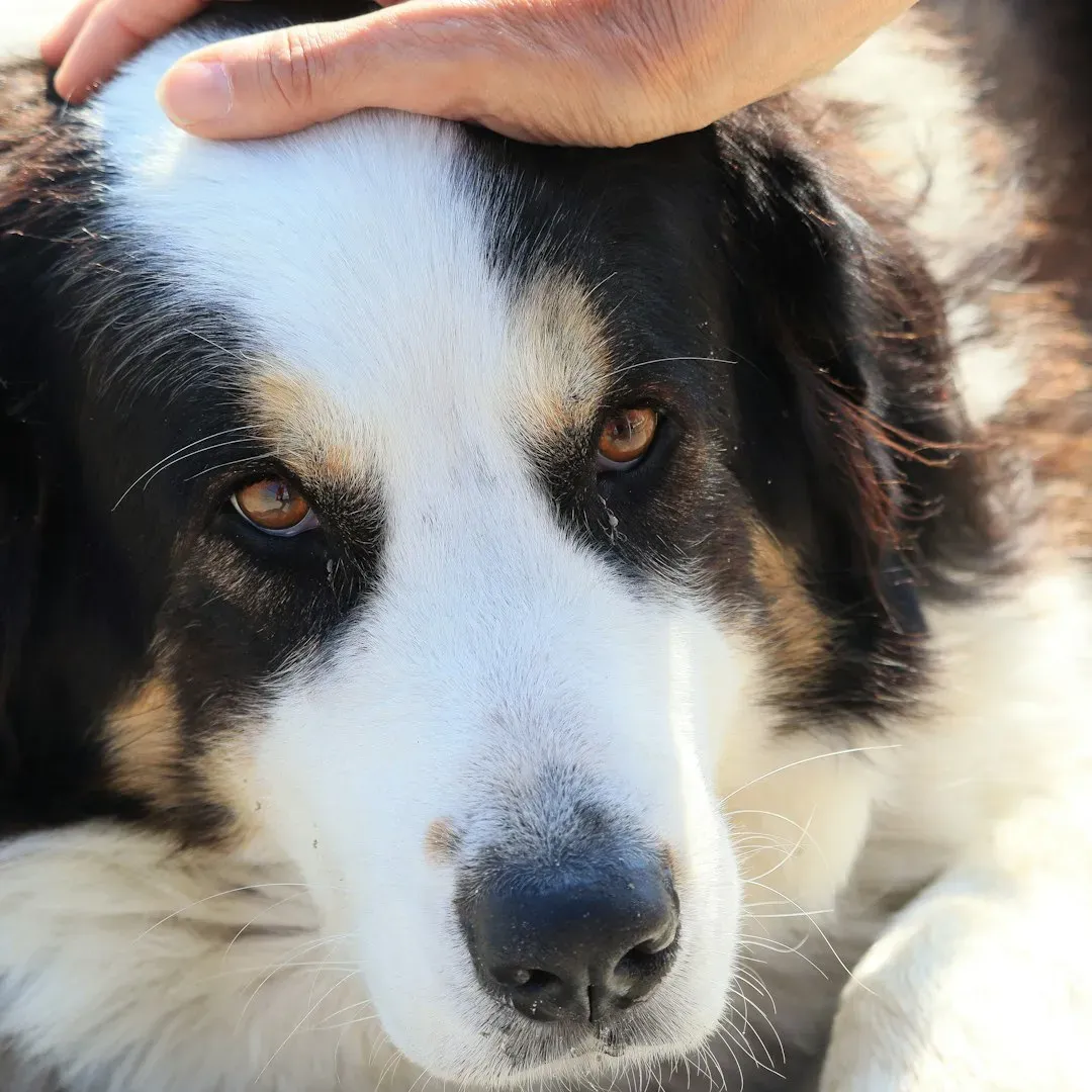 They Understand Your Gestures Better Than You Realize (Image Credits: Unsplash)